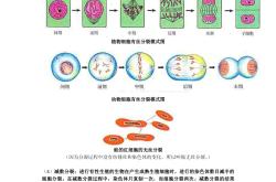 
高一生物衔接难点（细胞/遗传）
