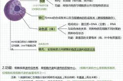 高中生物图解APP（细胞结构）(高中生物细胞的结构和功能思维导图)