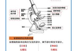 
小学科学五年级上册教案（显微镜）
