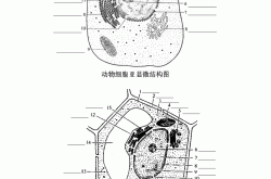 
高一生物细胞结构练习题（细胞器）