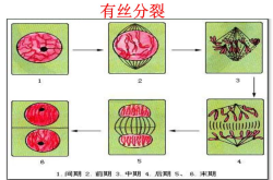 高一生物观察细胞有丝分裂实验视频(高一生物观察细胞有丝分裂实验视频教学)