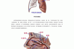 六年级呼吸系统工作原理（动画）
