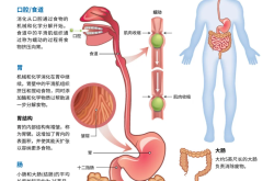 七年级生物人体消化系统知识点(七年级下册生物人体的消化思维导图)