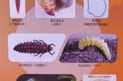 六年级动物的生命周期练习（昆虫）(动物都有生命周期昆虫鸟类哺乳动物都要经历哪几个阶段)