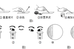 
初一生物显微镜使用实验步骤