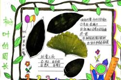 小升初数学测量活动（树叶面积）
